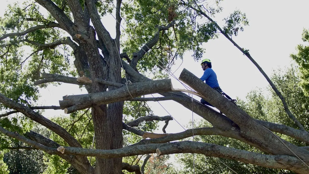 Professional Hazardous Tree Removal performed by certified arborists in Maxbass